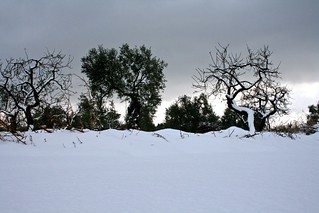 rare snow in Puglia