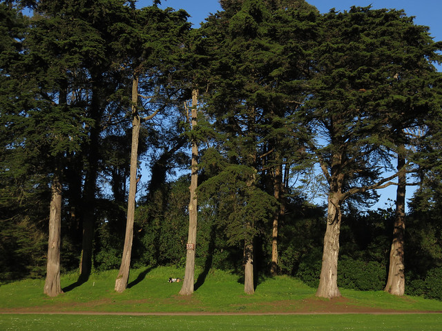 Maite waiting at the trees; Big Rec Baseball Diamond in Golden Gate Park, San Francisco (2015)