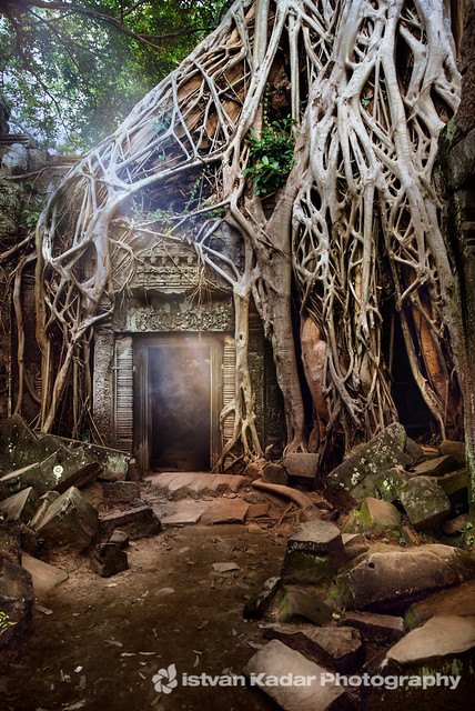 Amalgamation of Nature and the Temple of Ta Prohm