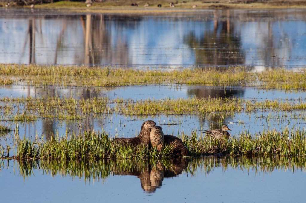 Yellowstone National Park Family Adventure