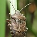 Heteroptera - Photo (c) Donald Hobern, algunos derechos reservados (CC BY)