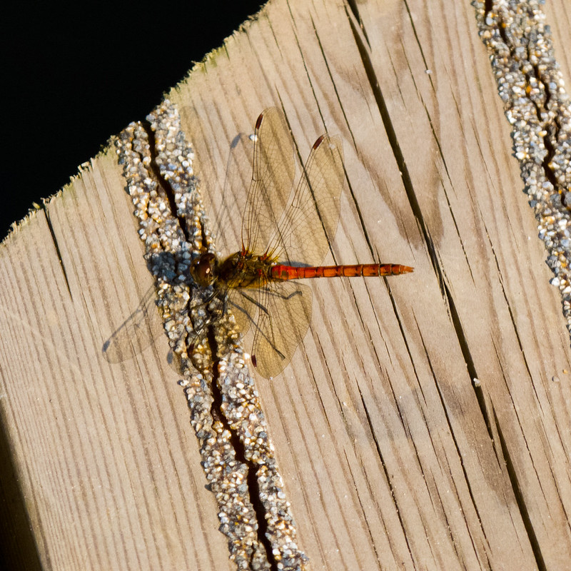 Common darter