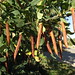 Caragana arborescens Lam. Fabaceae Faboideae Siberian peashrub