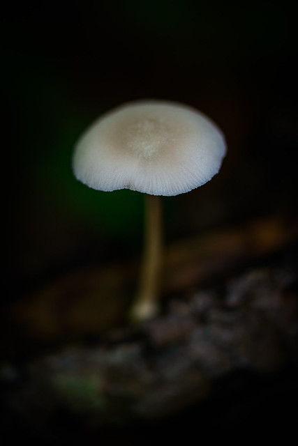 Petit champignon - Small Fungus