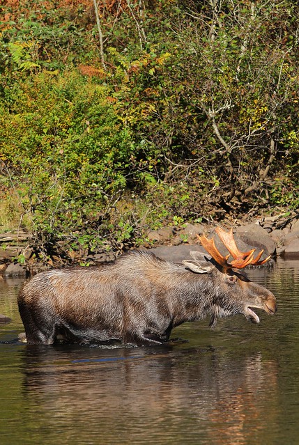 9 moose (13)