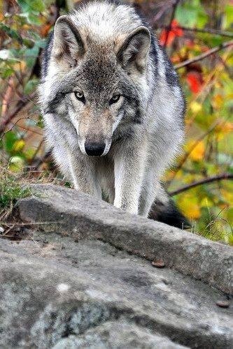 Wolves | by yazeid.jaarim