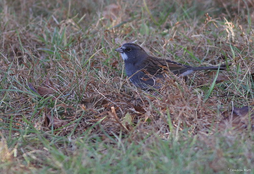 pennsylvania sparrow hybrid songbird whitethroatedsparrowxdarkeyedjunco zonotrichiaalbicollisxjuncohyemalis pinerunresevoir