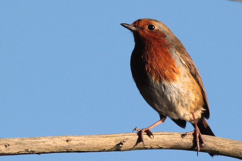 robin | by Tomashek1