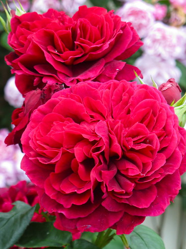 'L D Braithwaite' rose | I can't pretend that I have capture… | Flickr