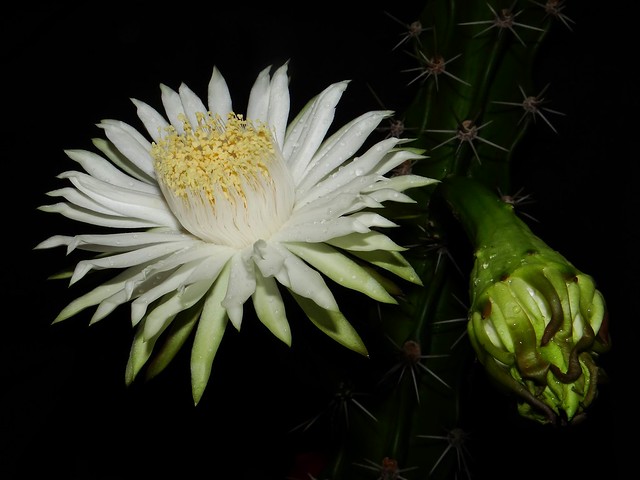 Cactus: HARRISIA BALANSAE  #11: FLOWER  &  BUD @ 10:41pm