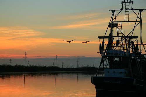 pelicans birds sunrise canon boat louisiana bayou coastal shrimpboat waterscape gulfcoast lafourcheparish canon6d ilobsterit