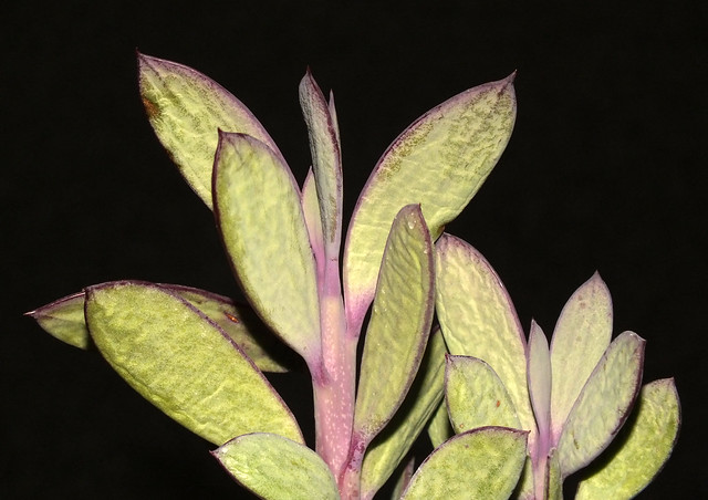 Propeller plant (Senecio crassissimus)