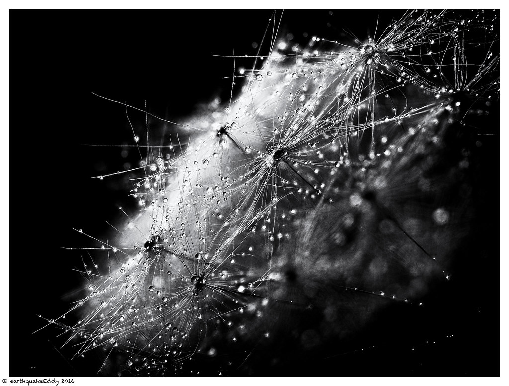 Tropfenfänger | OLYMPUS DIGITAL CAMERA | earthquakeeddy | Flickr