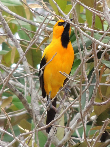 colombia cartagena totumo bird