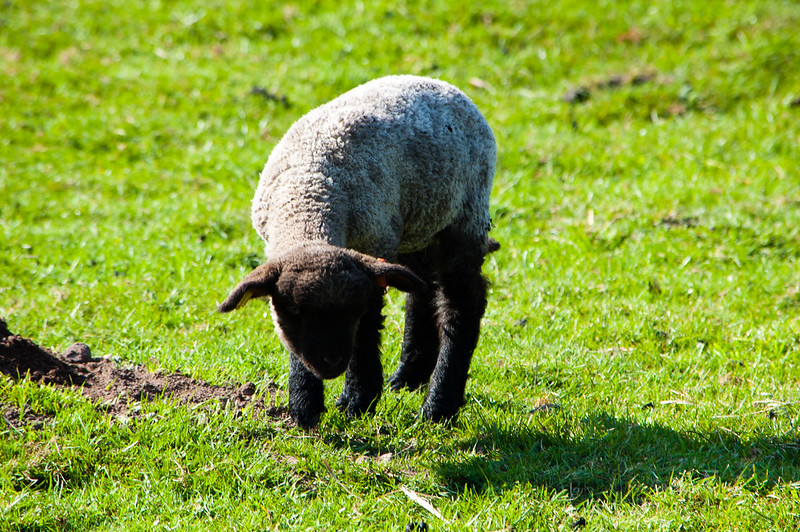 Lamb, Northycote Farm