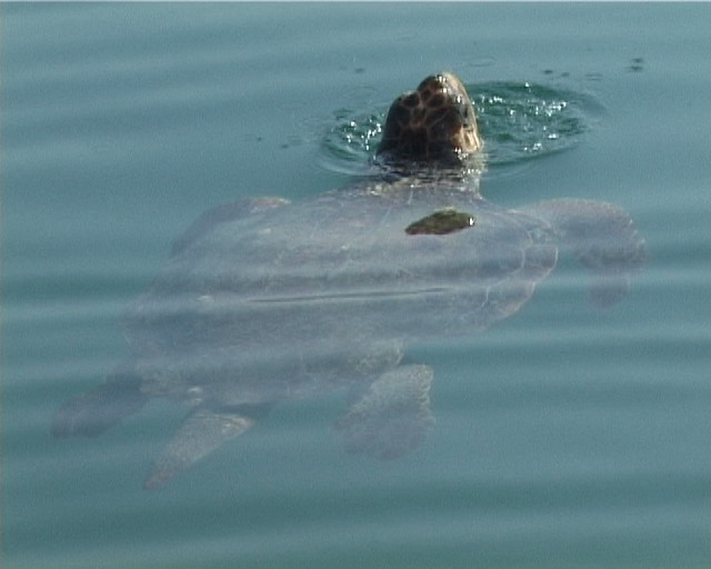 2008-10 sea turtle study at Patok lagoon, Albania