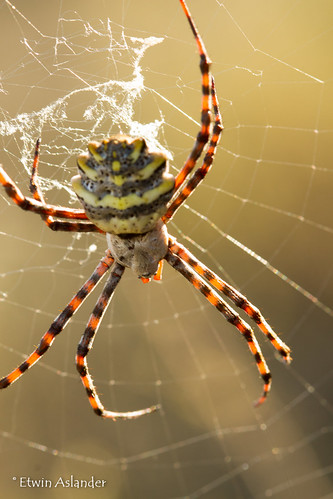 spider spiders spin spinne arachnids orbspider spinnekop
