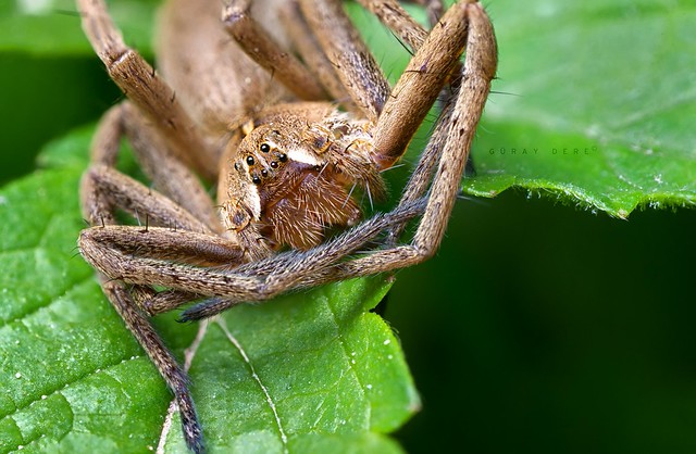 Nursery web spider - Pisaura mirabilis