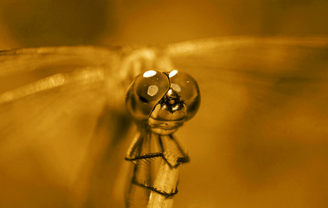 Amber Tone Dragonfly