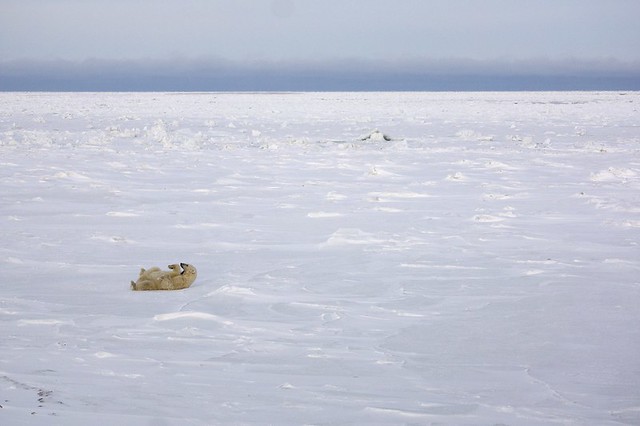 Polar Bear Rolling in the Snow in its Environment