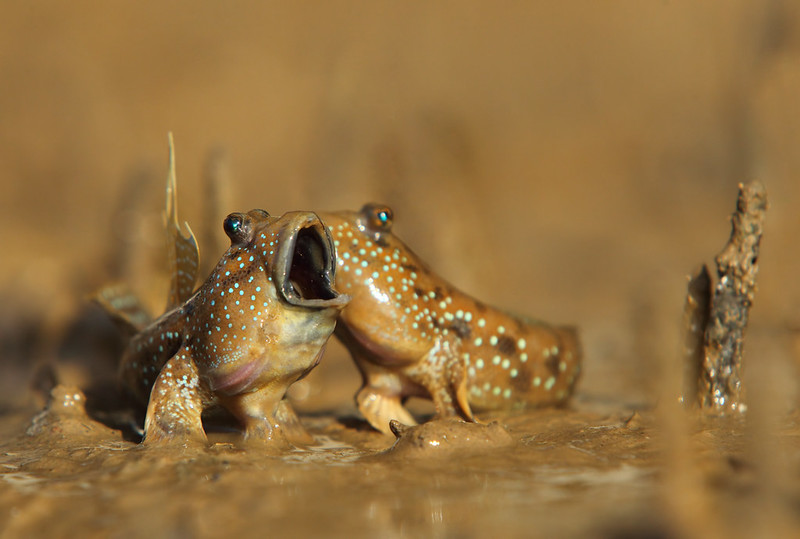 Blue-Spotted Mudskippers Fighting