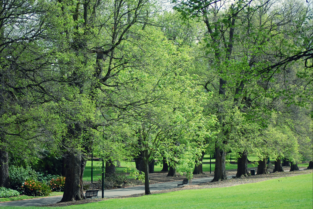 Majestic Elm Trees, Fitzroy Gardens, Melbourne