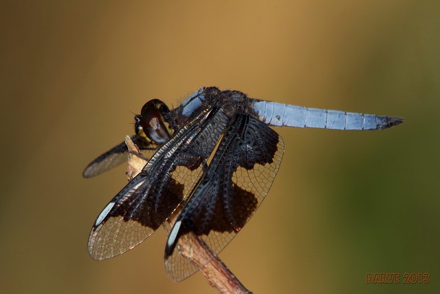 Widow Dragonfly - Palpopleura portia