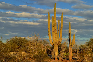 Saguaro cactus at sunset - Casa Grande Ruins National Monument, Coolidge, Arizona..