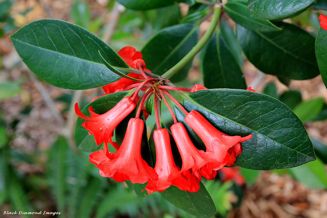 Rhododendron lochiae (Rhododendron viriosum) - Mt Annan Botanic Gardens, Campbeltown, NSW