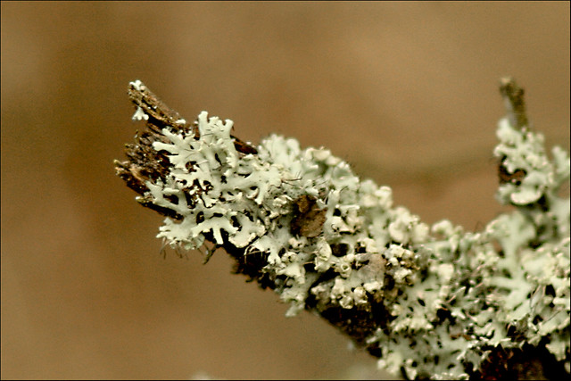 L'animal lichen ! - The animal lichen !