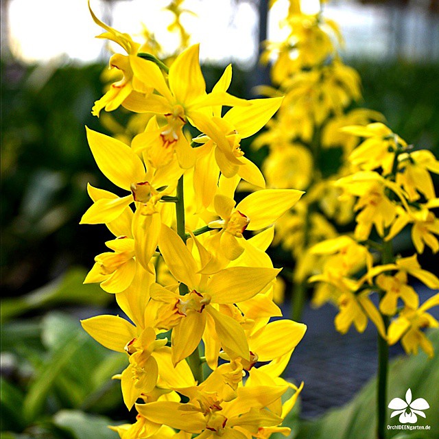 Calanthe discolor var. flava #orchid #orchids #Orchidee #O… | Flickr