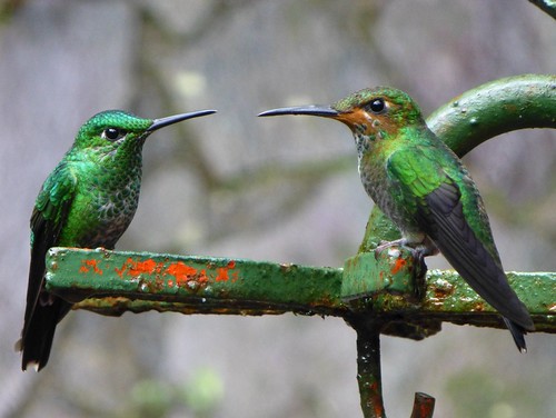 Costa Rica Hummingbirds | by www.facebook.com/Rafford