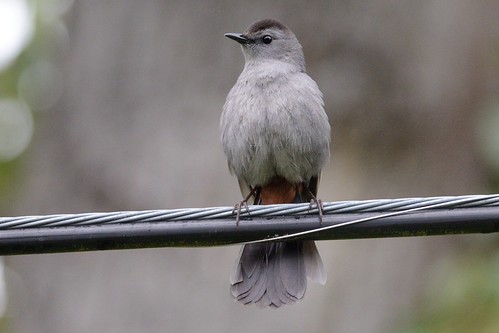 Gray catbird | by canuckforever