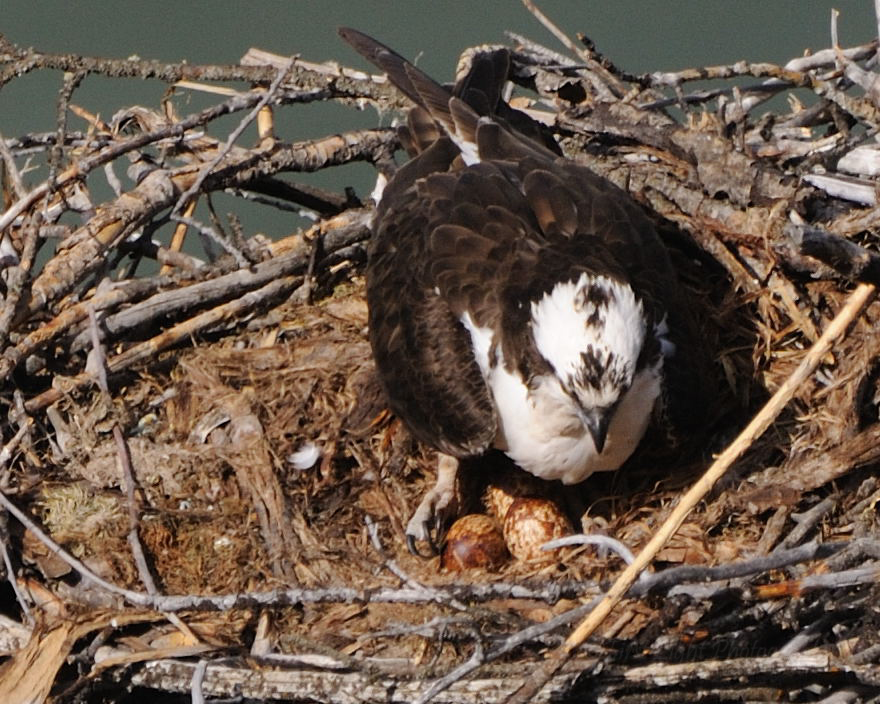 May 14 Osprey Nest