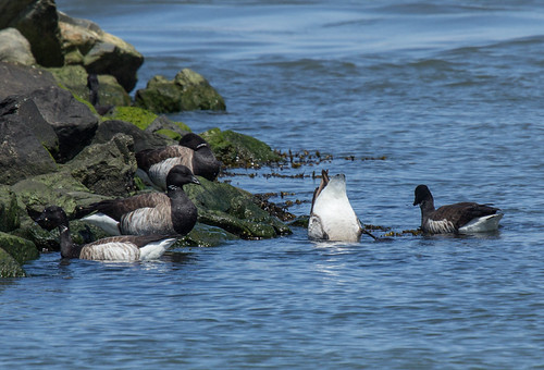 Brant | Delaware Conservation Big Year | Laura Erickson | Flickr