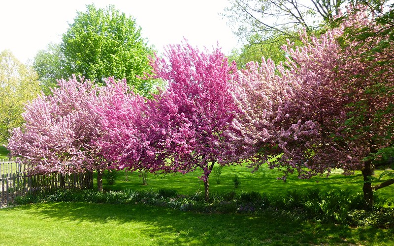 Three (3) of our flowering crabapple trees