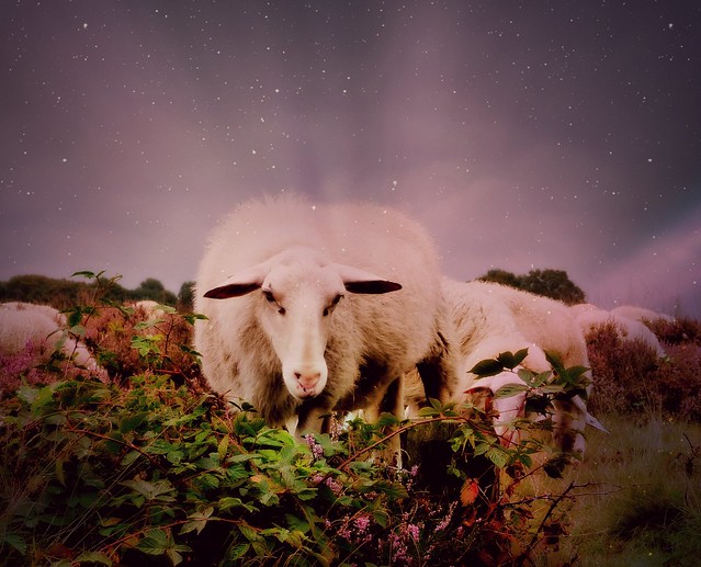 sheep on the moors
