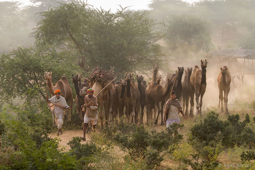 morning india lake animals rural sunrise countryside asia desert outdoor sale traditional camel stick marketplace dust pushkar rajasthan imagesofindia pushkarcamelfair incredibleindia indianimages annualevent pushkarcattlefair livestockfair animalsforsale pushkarkamela animalsfortrading irenebeckereu