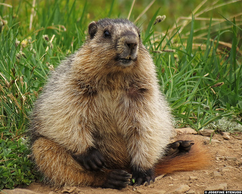 20130705_14 Hoary marmot (Marmota caligata) | Larch Valley… | Flickr