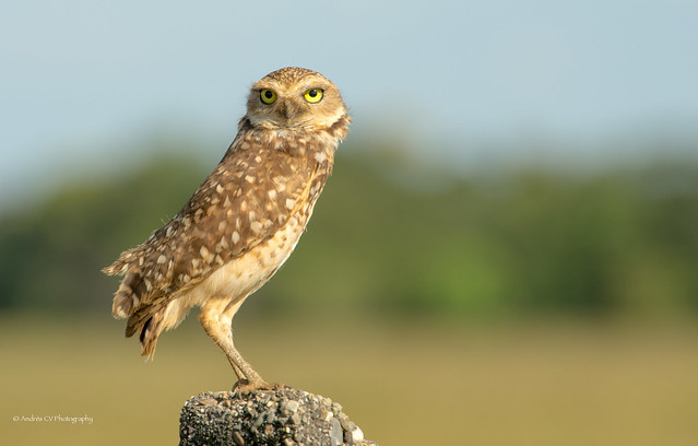 Mochuelo conejo / Burrowing Owl