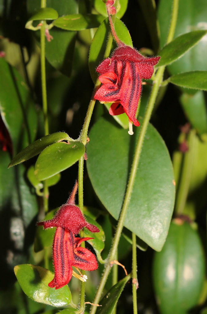 Aeschynanthus tricolor (1)