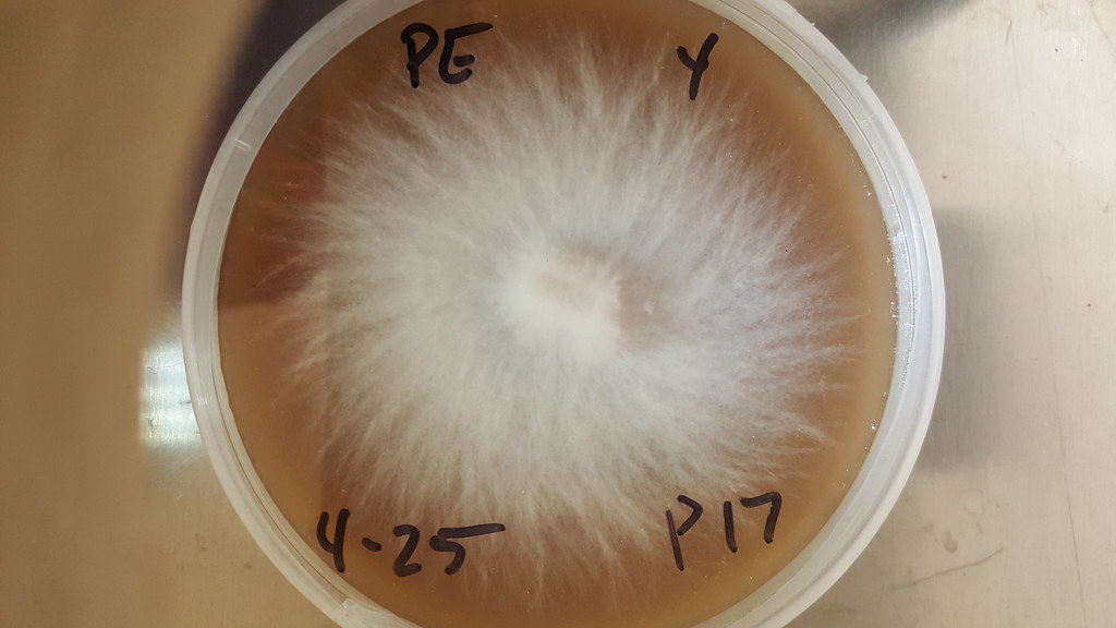 Pleurotus eryngii | Mycelium growth of Pleurotus eryngii in … | Flickr