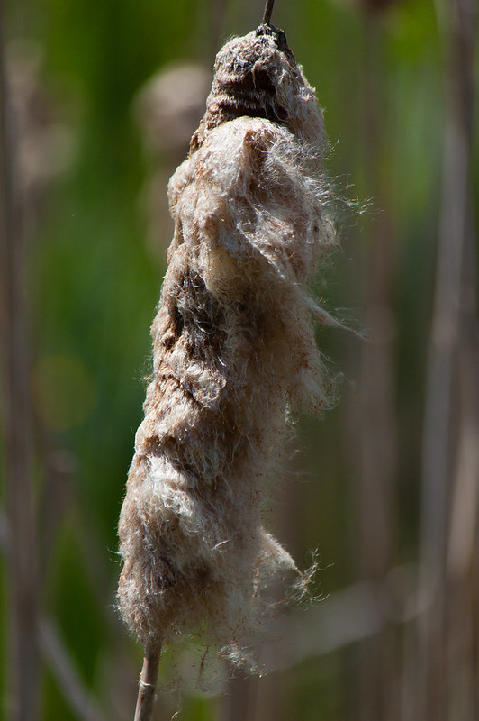 Densly matted, bullrush seeds