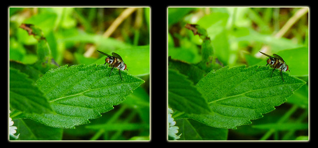 Tachinid Fly on Leaf's Edge - Parallel 3D
