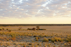 Early morning springbok grazing: Mabuasehube Pan