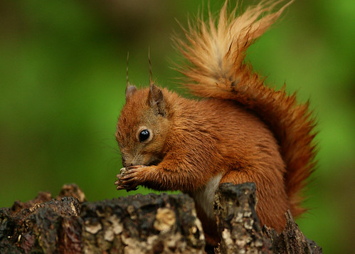 Hazelnut in the Rain | Seen at the Alverstone Mead Nature Re… | Peter ...