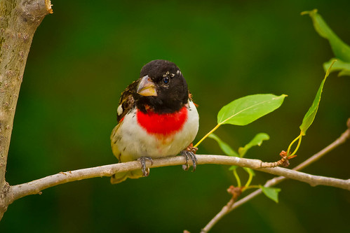 Rose-breasted Grosbeak (Pheucticus ludovicianus) | by Morningsymphony