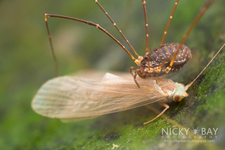 Harvestman (Chasenella sp.) - DSC_1541