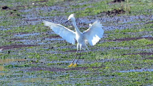 Marine Nature Study Snowy Egret | by NYshooter1459