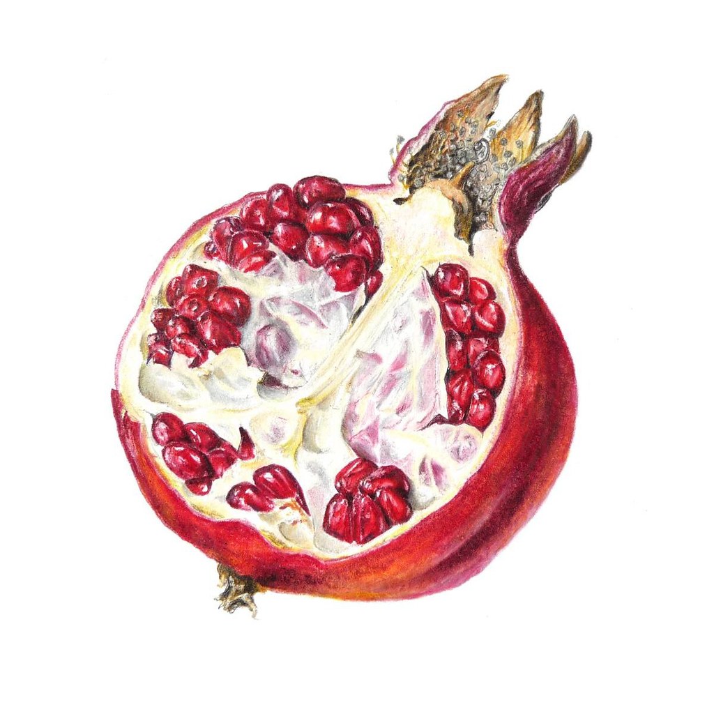 Pomegranate Sketch Whole Fruit And Half Cut In Hand Drawn Style Isolated On  White Stock Illustration - Download Image Now - iStock
